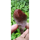 Pontinha de Aurelite Red Cap bruta