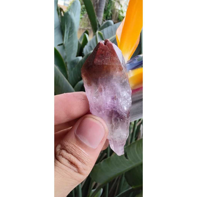 Pontinha de Aurelite Red Cap bruta