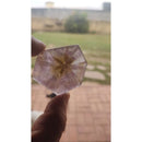 Fatia Ametista Super Sete Trapiches AA