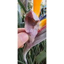 Pontinha de Aurelite Red Cap bruta