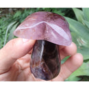 Coqueiro de Super Sete