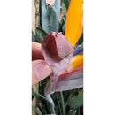 Pontinha de Aurelite Red Cap bruta